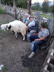 local shepherd maramures